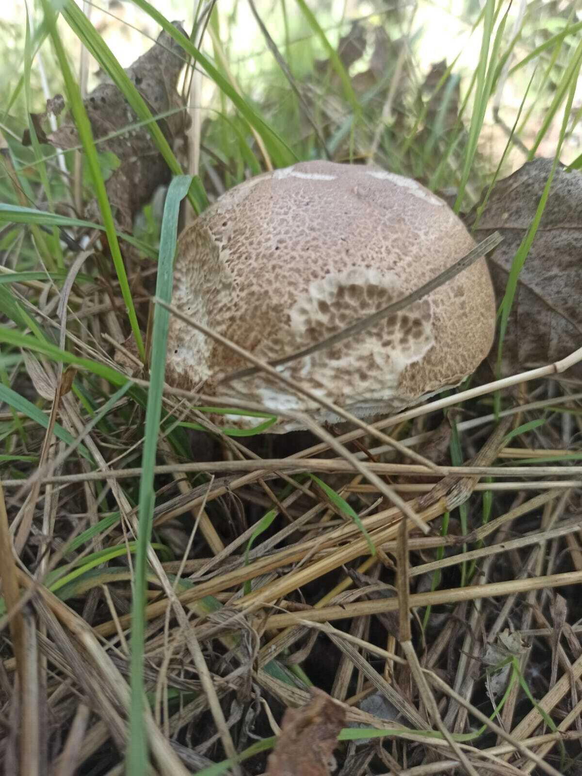 Последние грибы ноября