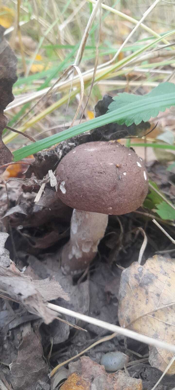 Последние грибы ноября