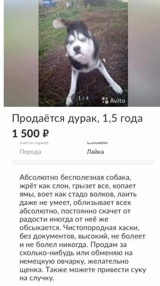 Прежде чем заводить хаски надо 100 раз подумать