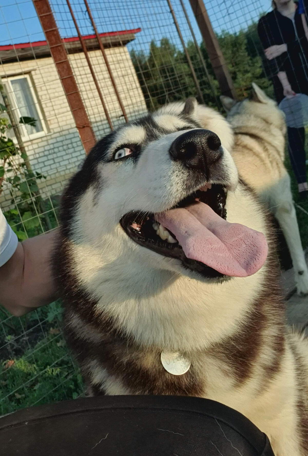 Съездил в гости к Тото