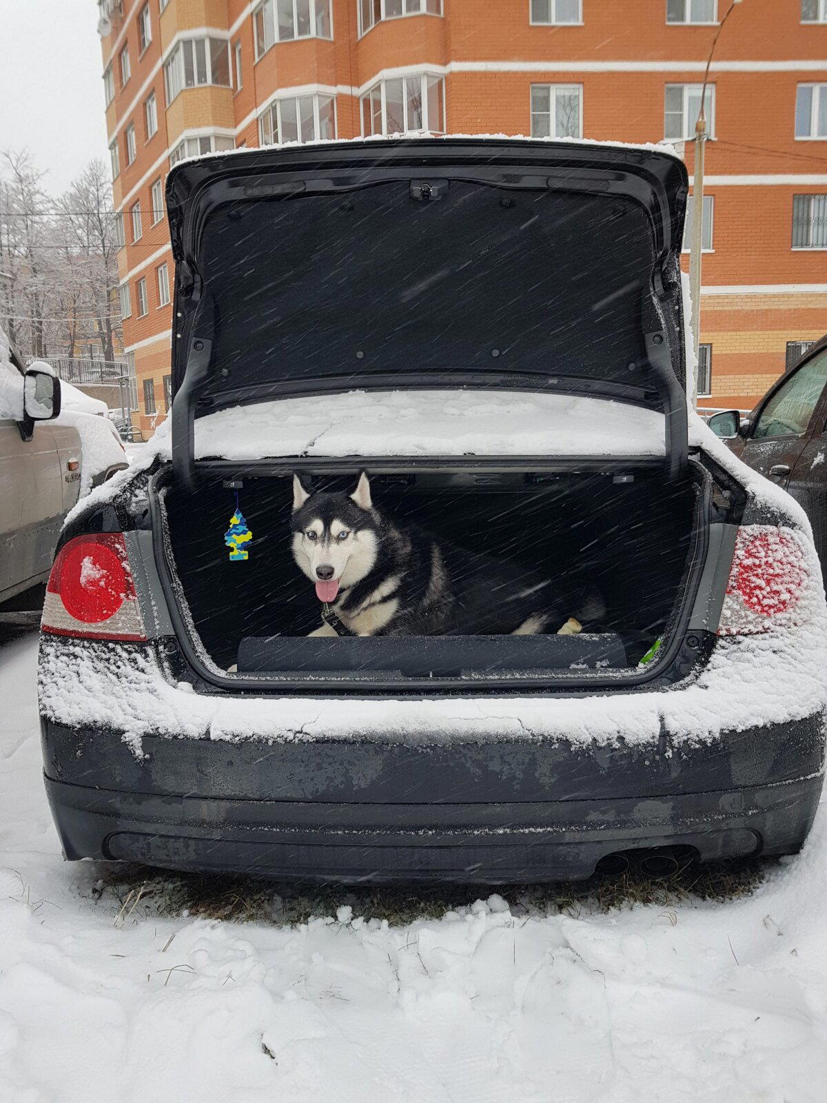 Как я собаку в хорошие руки отдавал