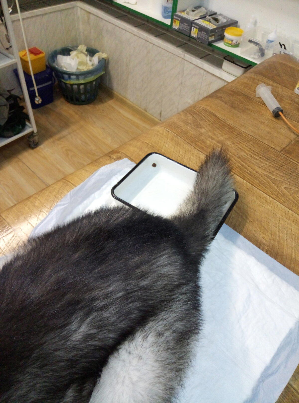 Не давайте собаками кости