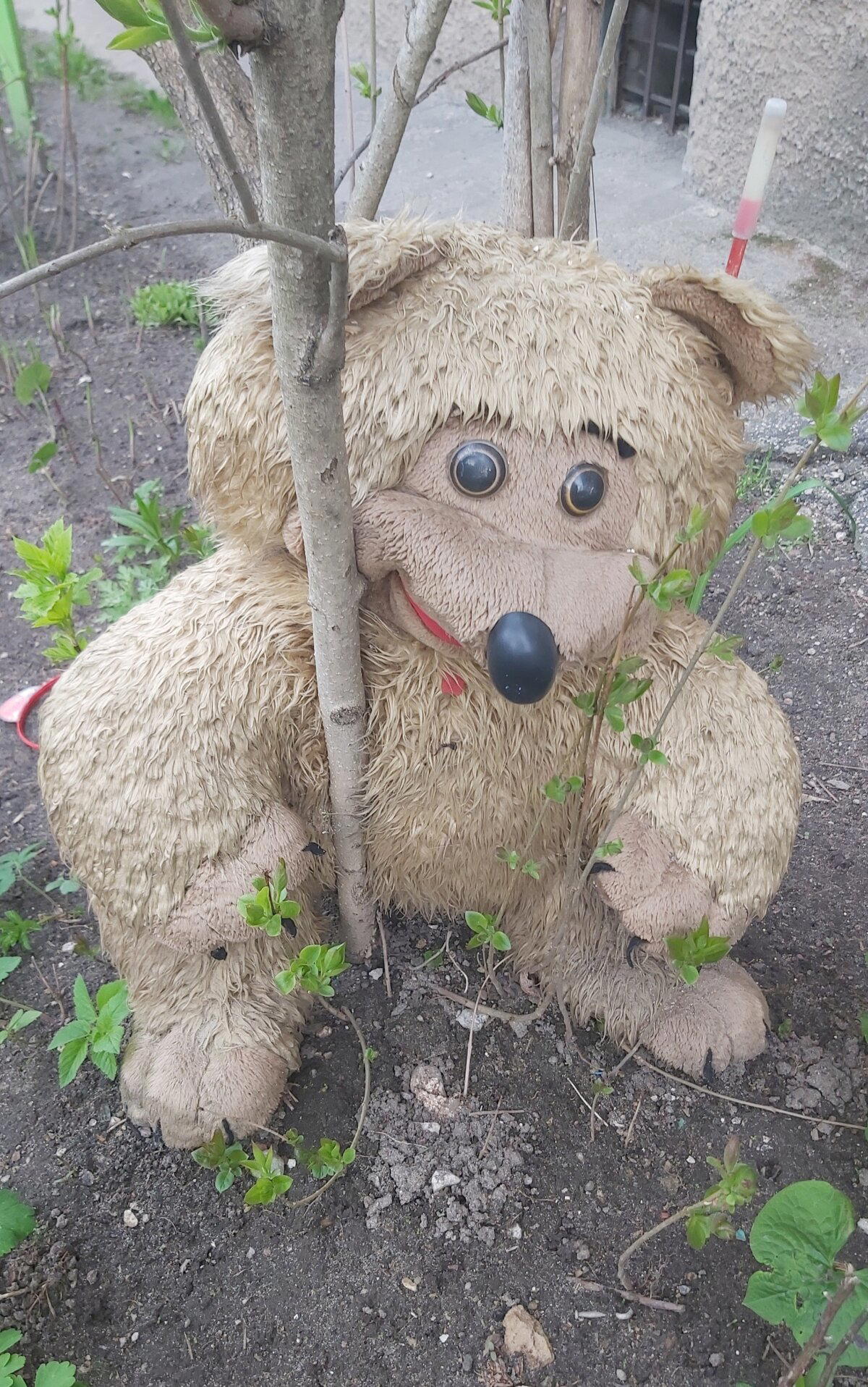 Укуренный медведь