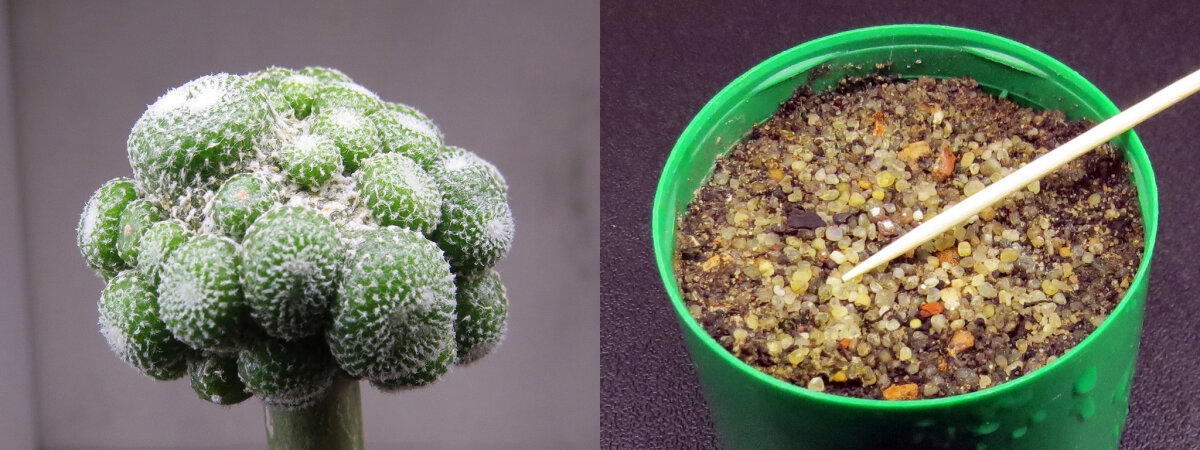 Прививка кактусов