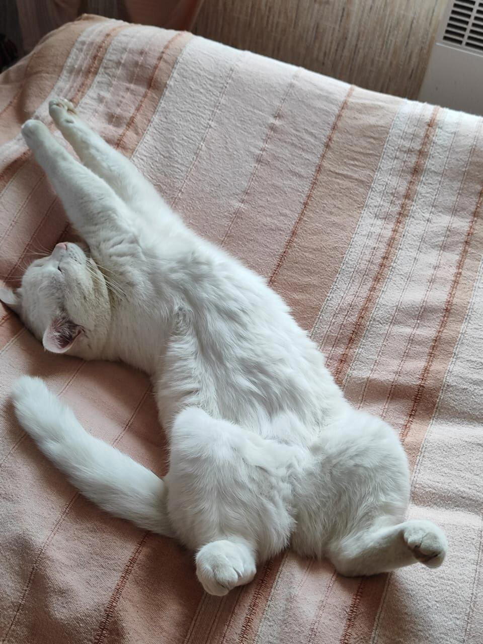 Фиша и другие кошки
