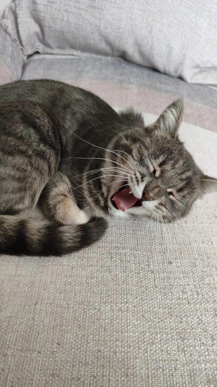 Фиша и другие кошки