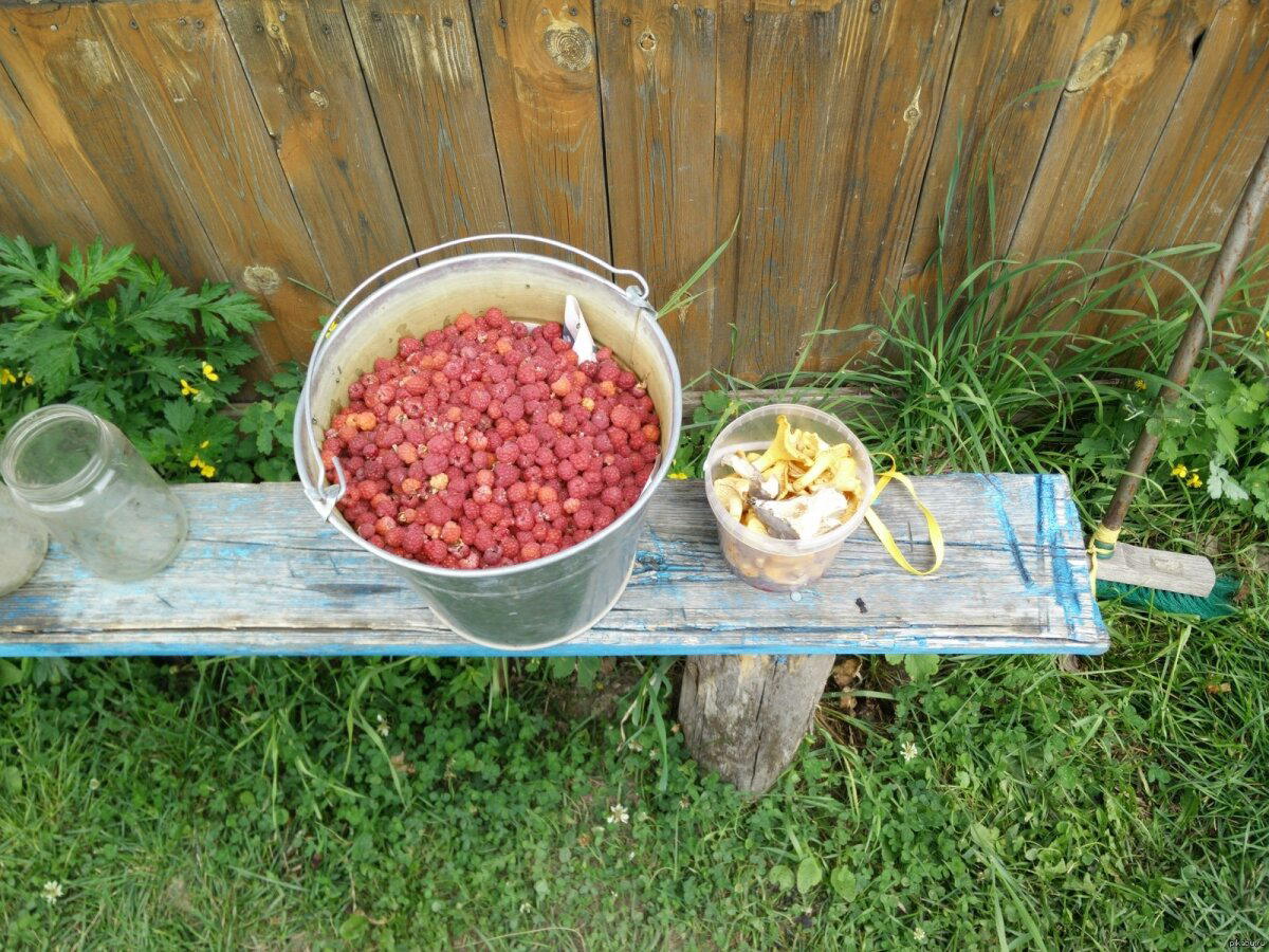 Пошел в лес за грибами...