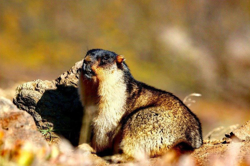 Тарбаган (Монгольский Сурок) Marmota Sibirica