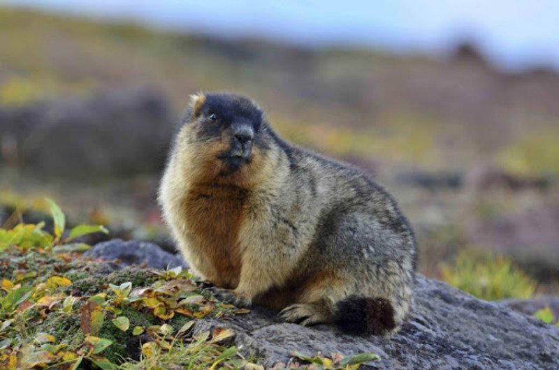 Тарбаган (монгольский сурок) Marmota sibirica