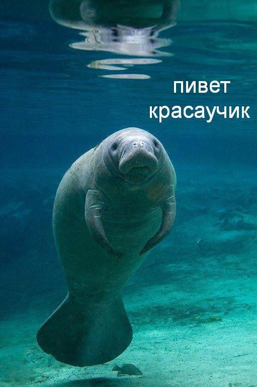 Почему русалка это не русалка?