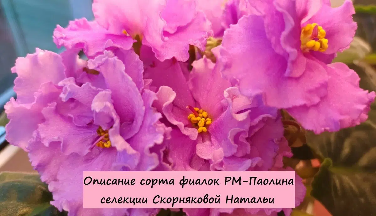 Сортовая фиалка РМ-Паолина. Обзор сорта!