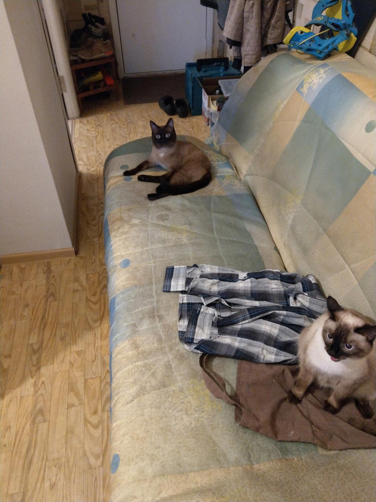 А у нас сегодня кошка родила вчера котят