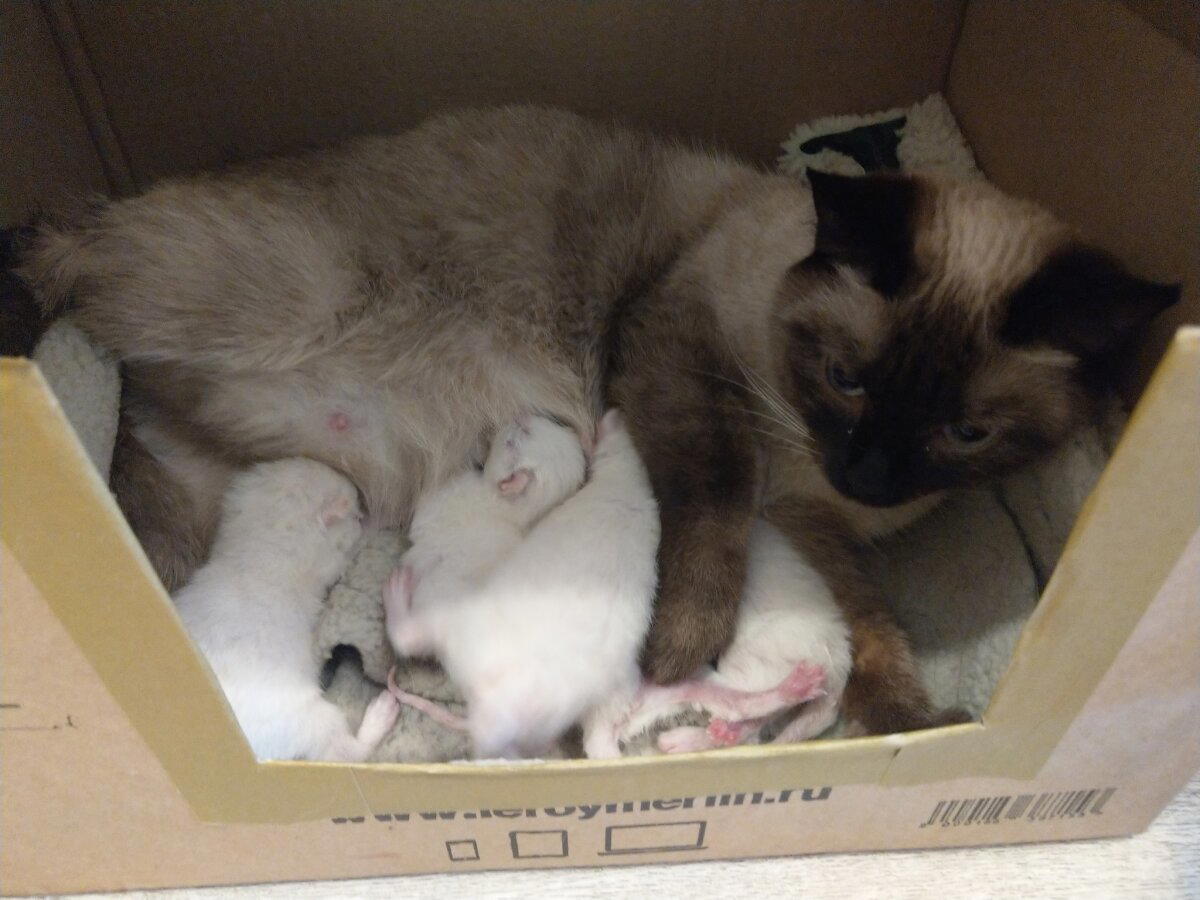 А у нас сегодня кошка родила вчера котят