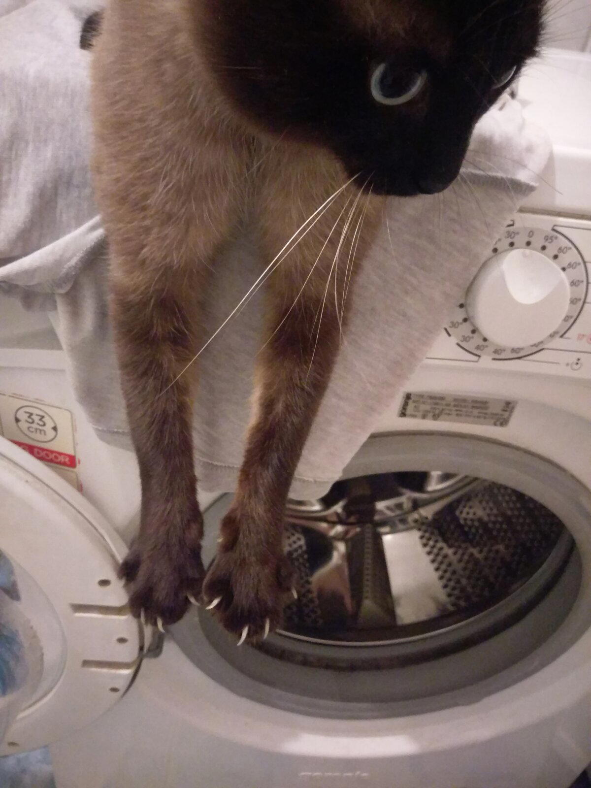 Немного кота