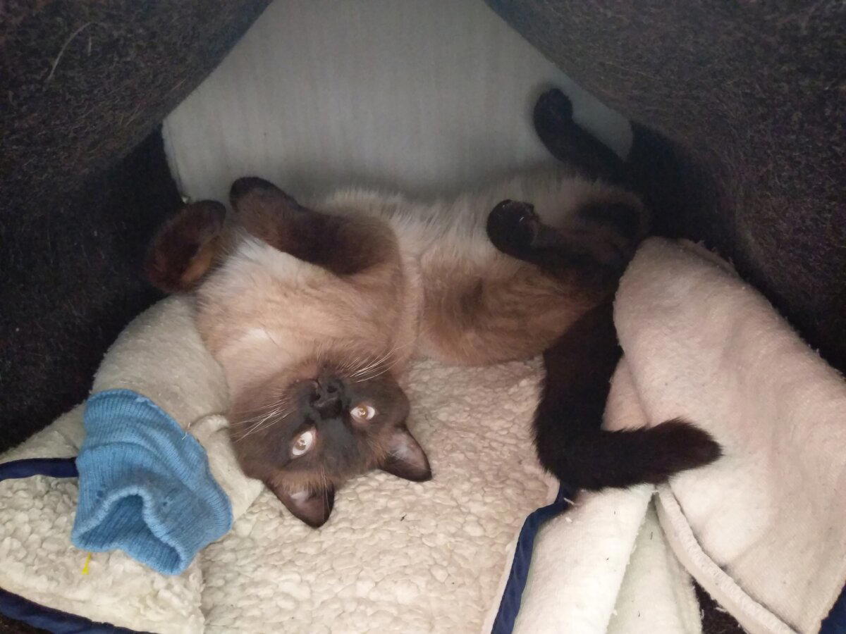 Немного кота