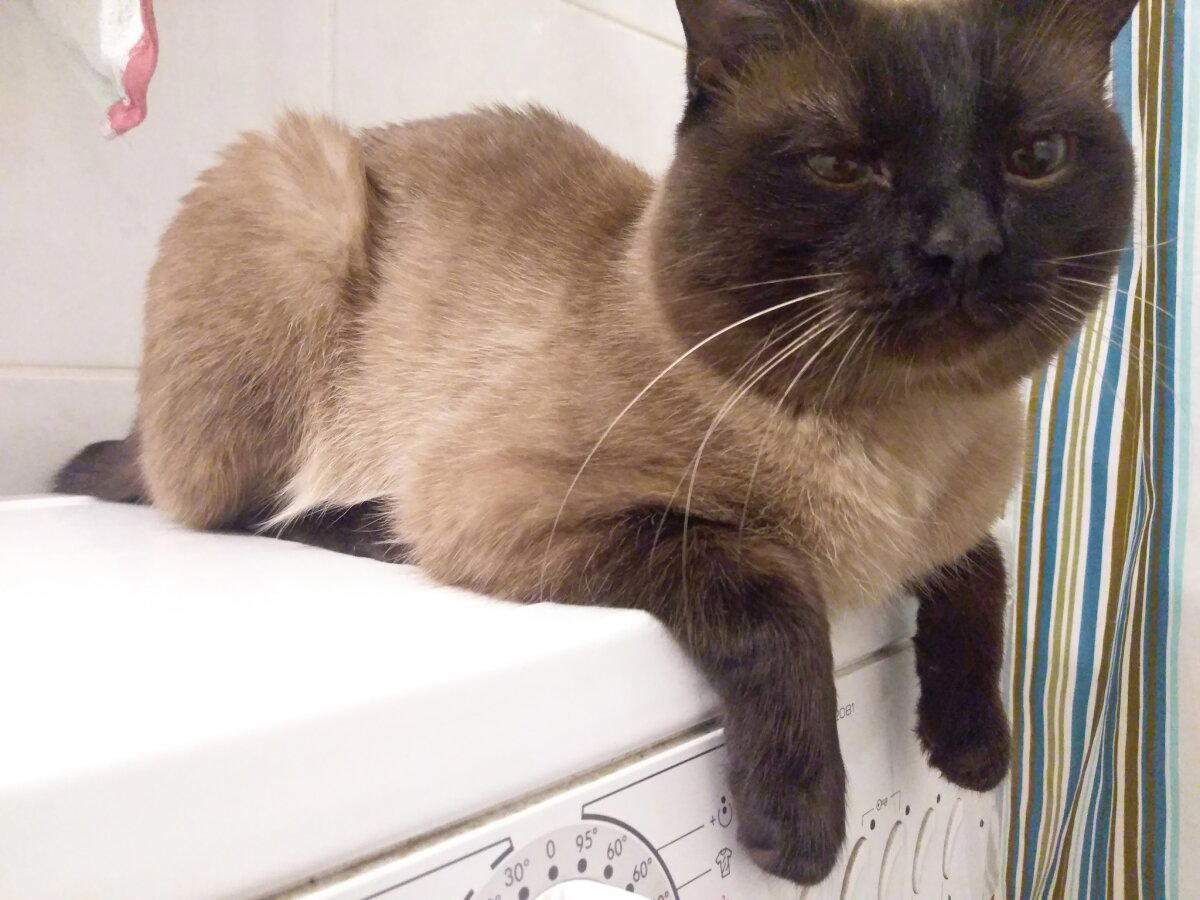 Немного кота