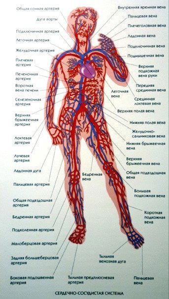 Вот это схема сосудистой системы. Если вы вдруг забыли.