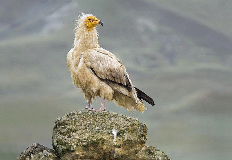 Стервятник Neophron Percnopterus - животное из Красной книги России