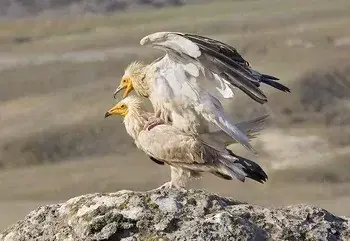 Стервятник Neophron Percnopterus - животное из Красной книги России