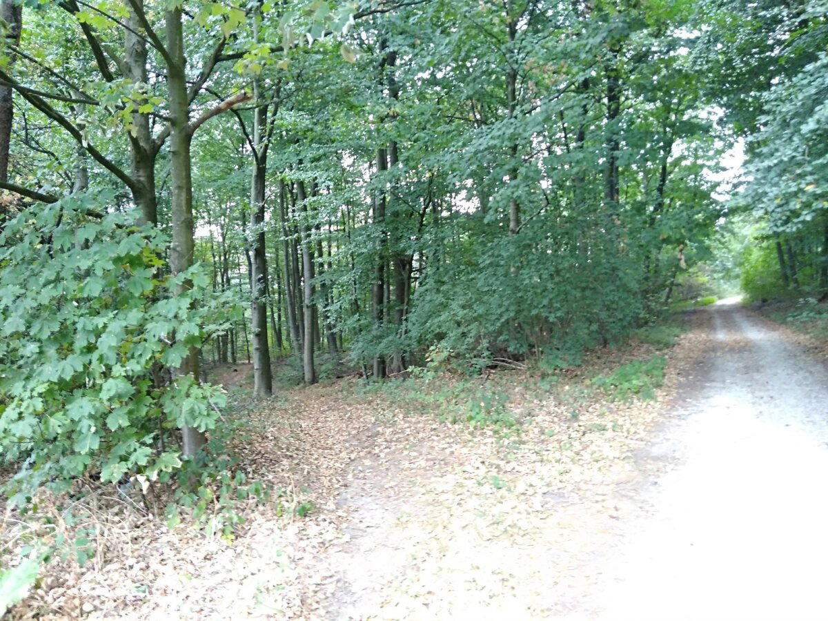 Прогулка в Тевтобургском лесу (Teutoburger Wald, Bielefeld) Германия