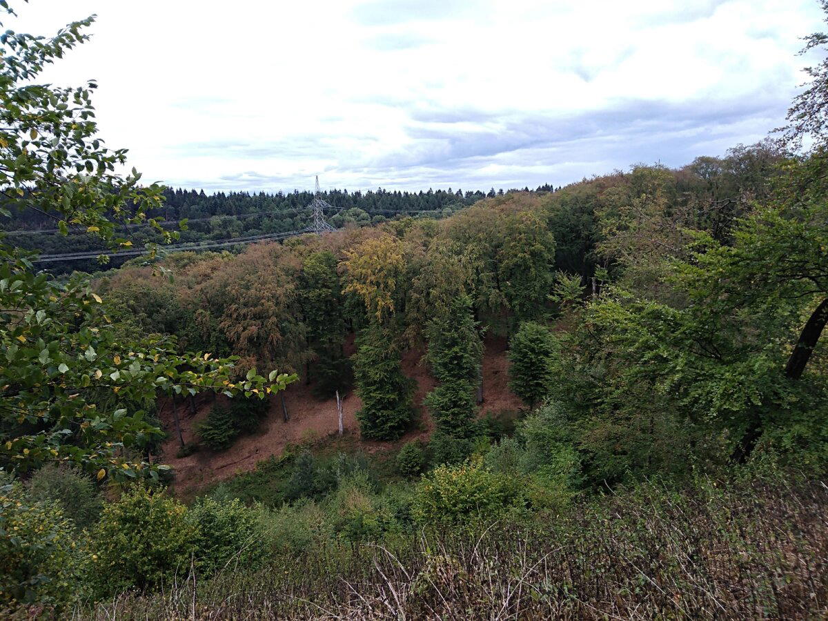 Прогулка в Тевтобургском лесу (Teutoburger Wald, Bielefeld) Германия