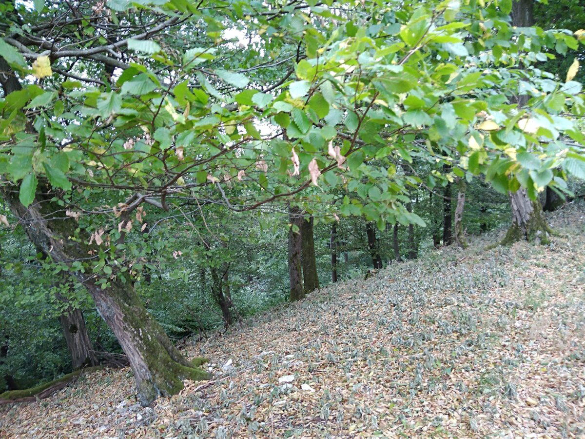 Прогулка в Тевтобургском лесу (Teutoburger Wald, Bielefeld) Германия