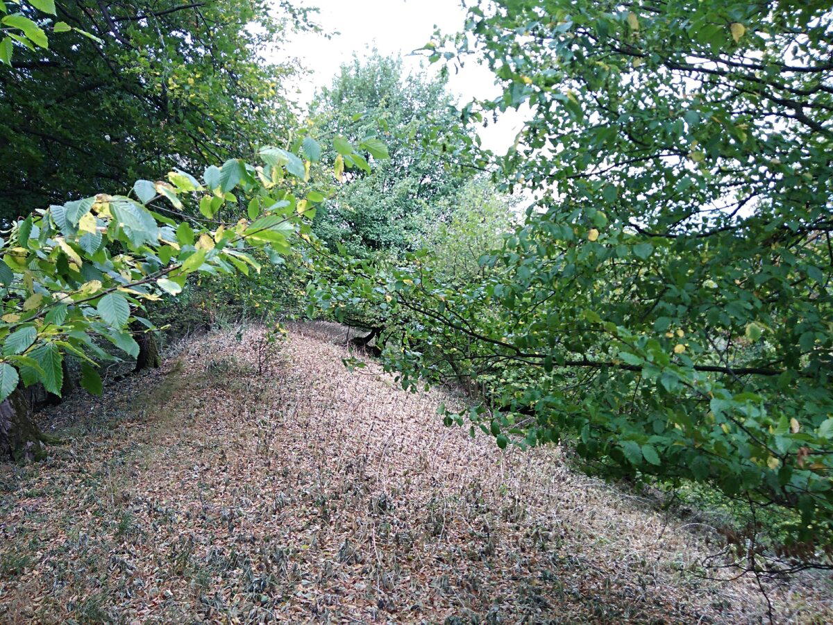 Прогулка в Тевтобургском лесу (Teutoburger Wald, Bielefeld) Германия
