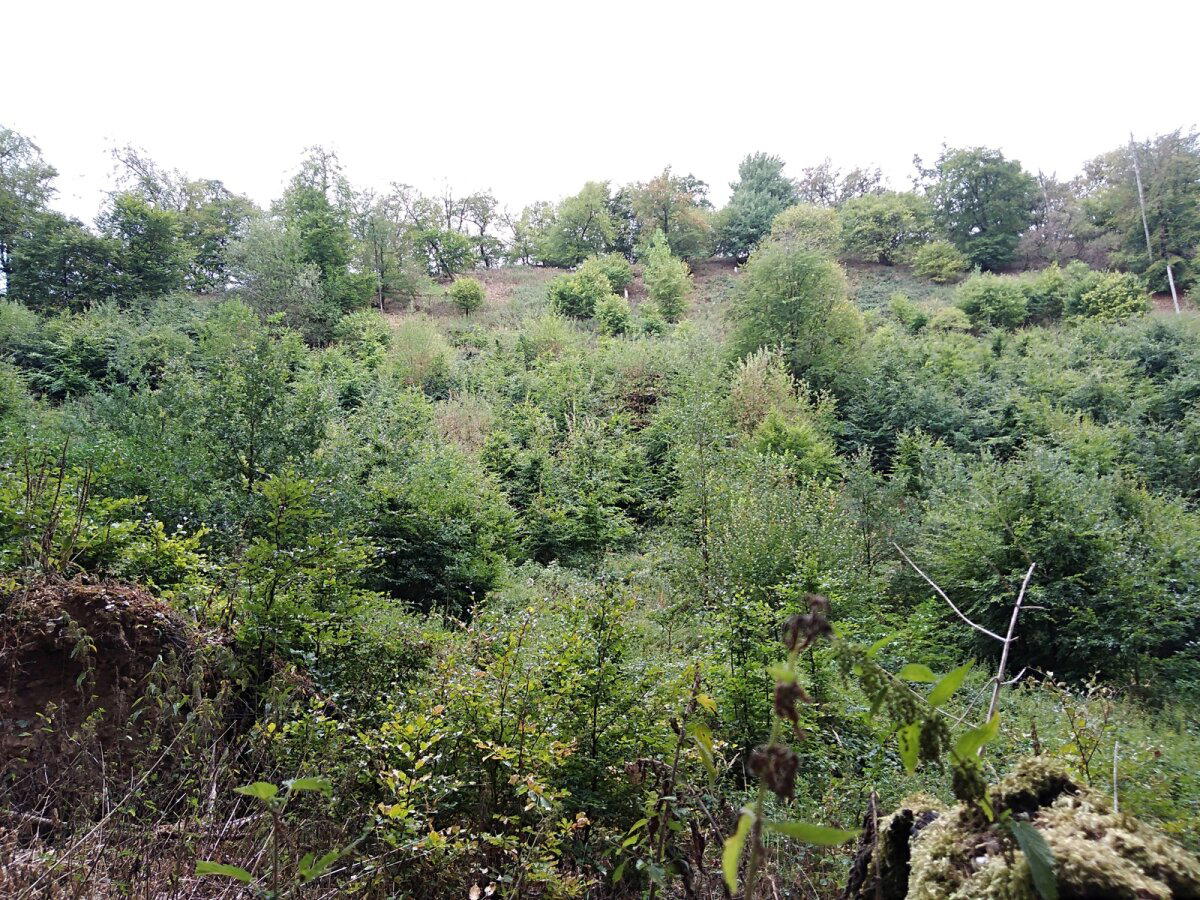 Прогулка в Тевтобургском лесу (Teutoburger Wald, Bielefeld) Германия