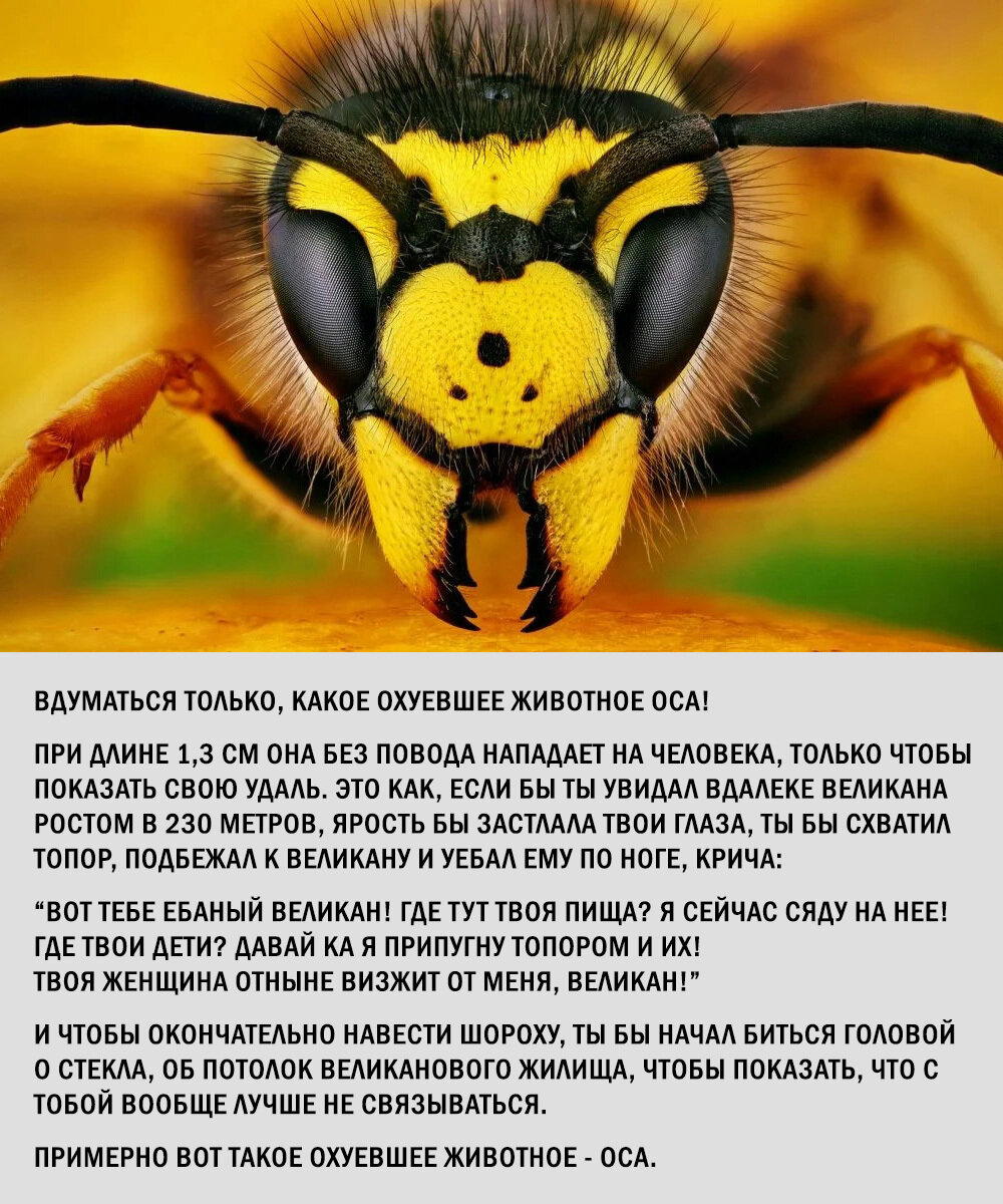 Про осу