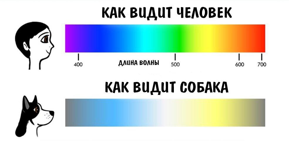 Как определяют, какие цвета видят животные?