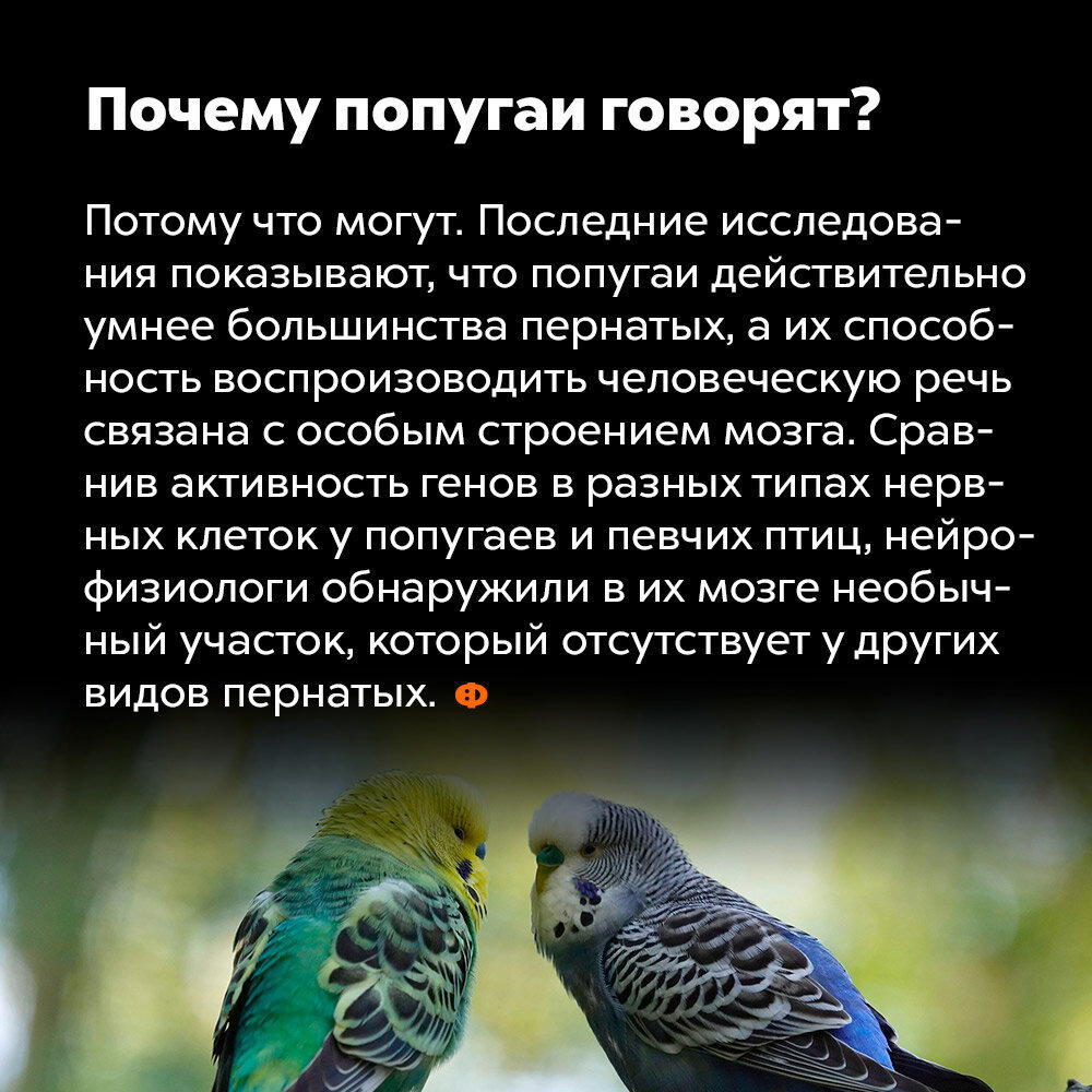 ? Почему попугаи разговаривают?