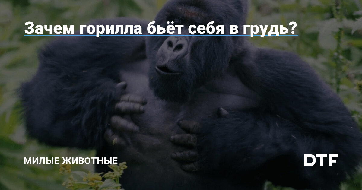 ? Зачем горилла бьёт себя в грудь?