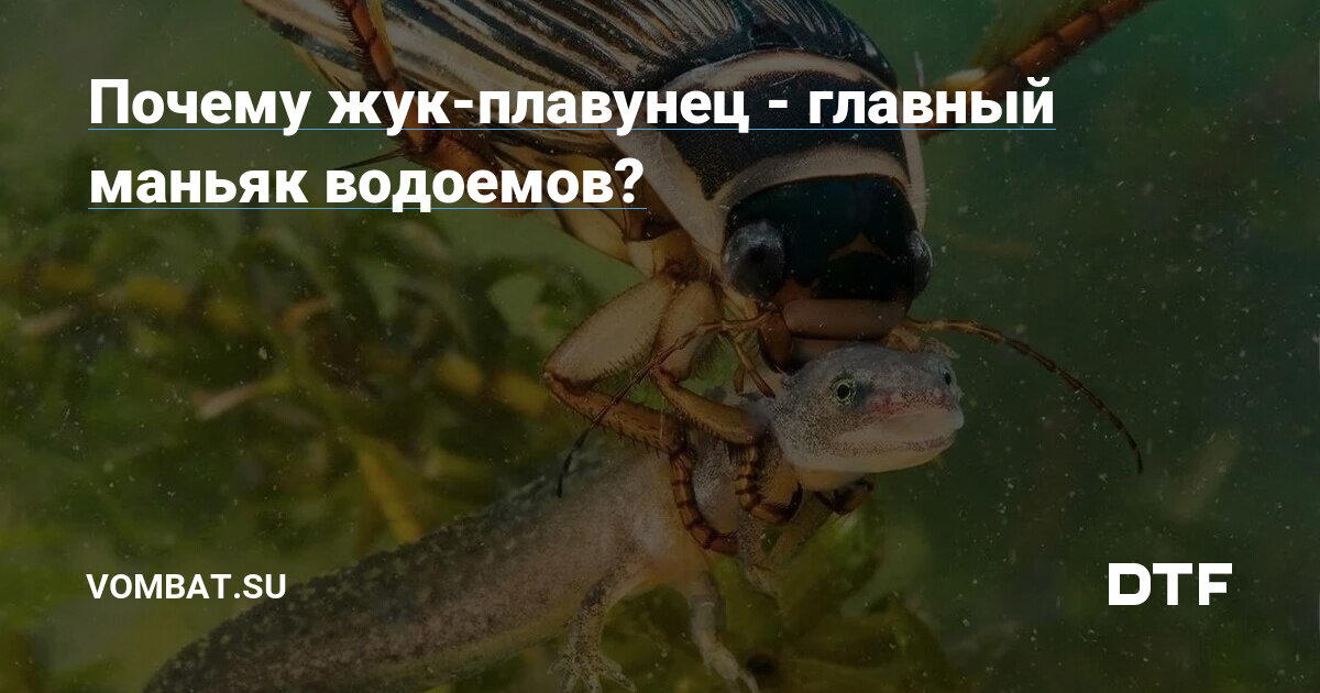 ? Почему жук-плавунец главный маньяк водоёмов?