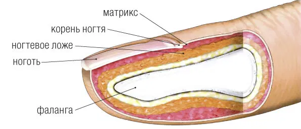 Почему ноготь растет «небольно»?