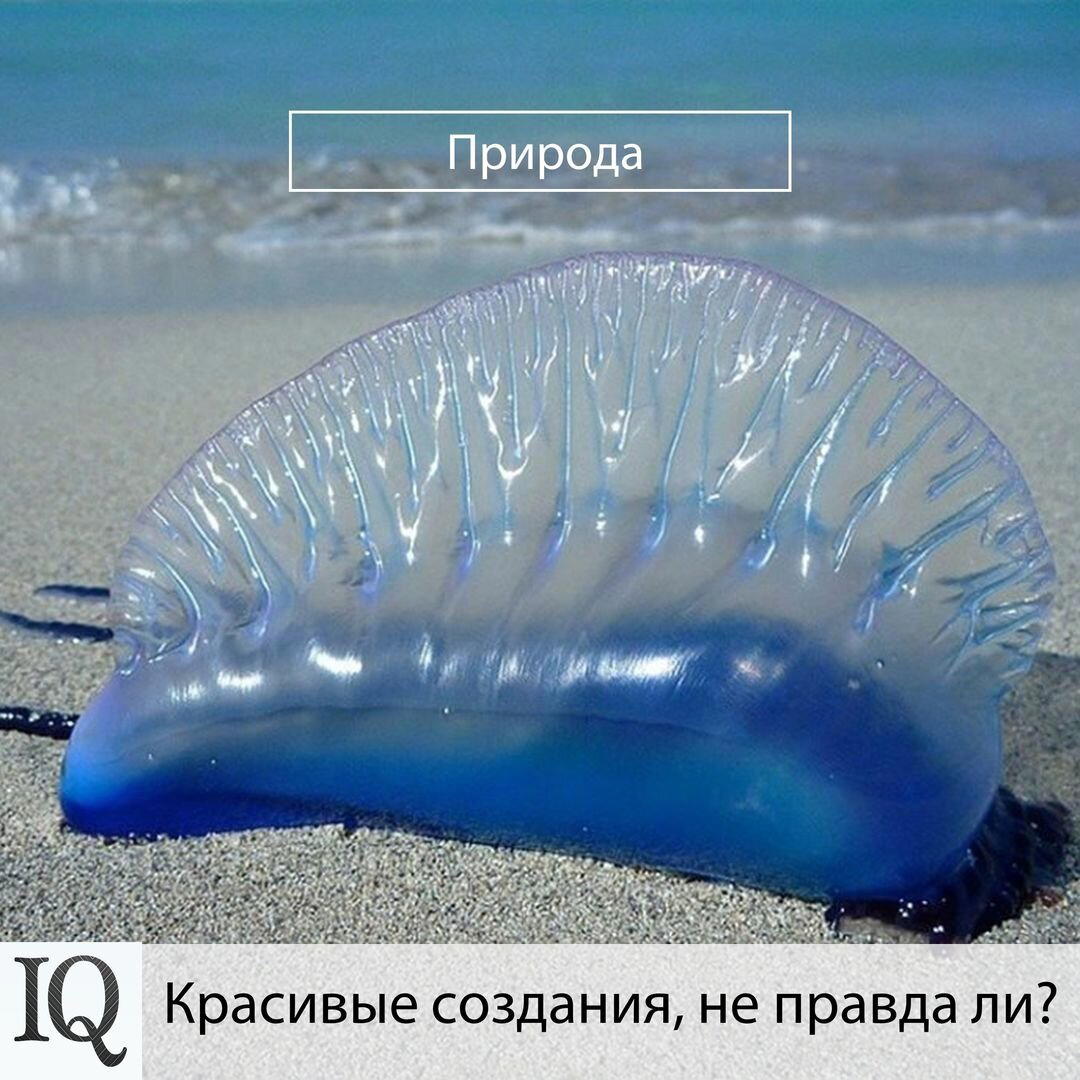 Красивые создания, не правда ли?