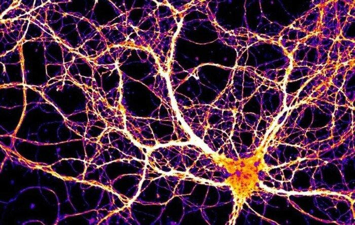 © neurosciencenews.com