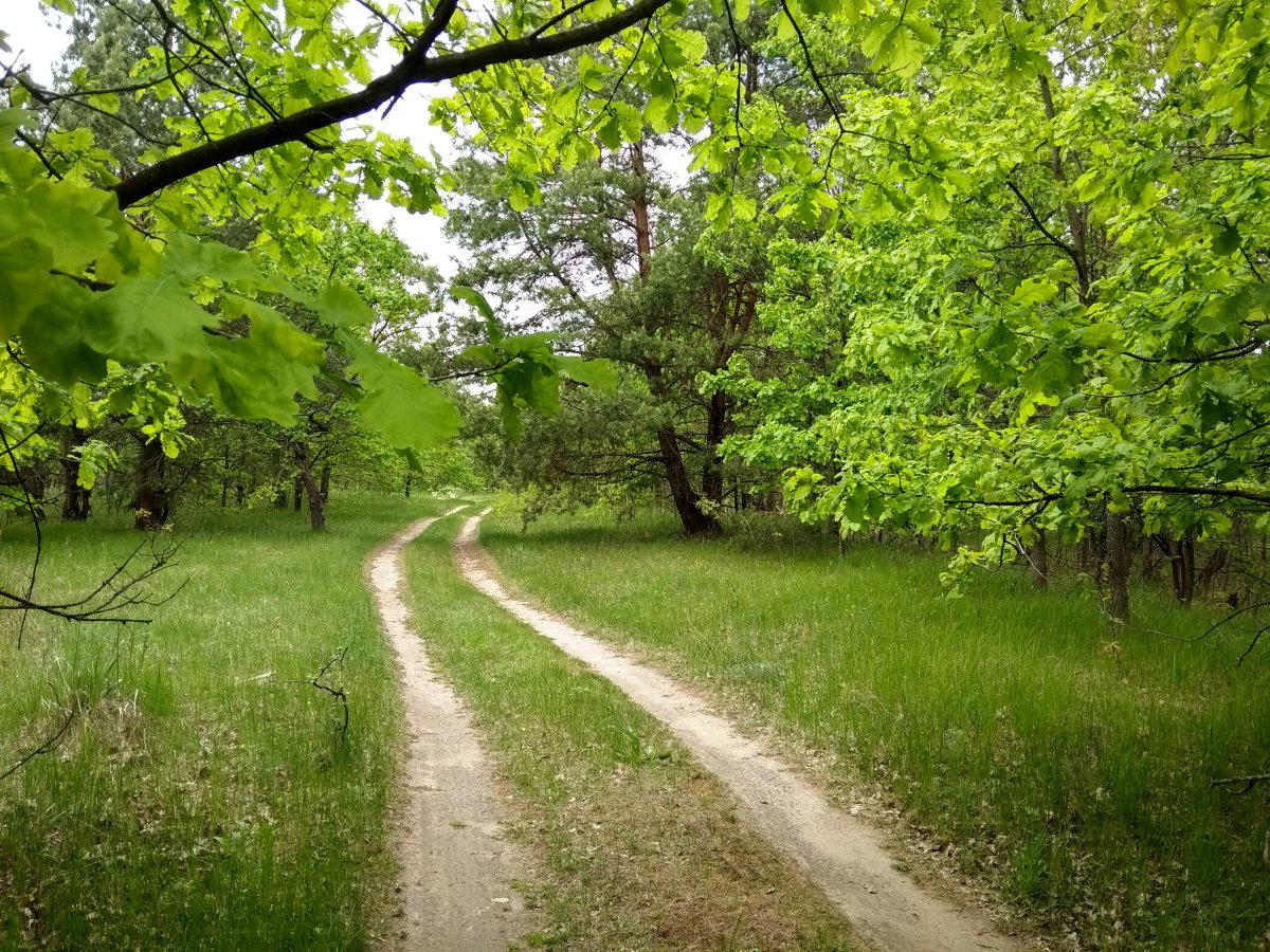 лесная дорога