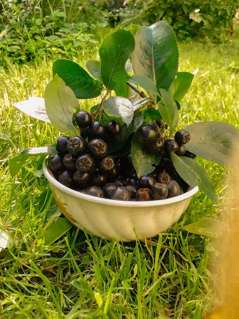 Chokeberry - when it's Hard to surprise