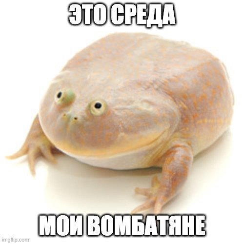 С днем жаб, мои Вомбатяне!