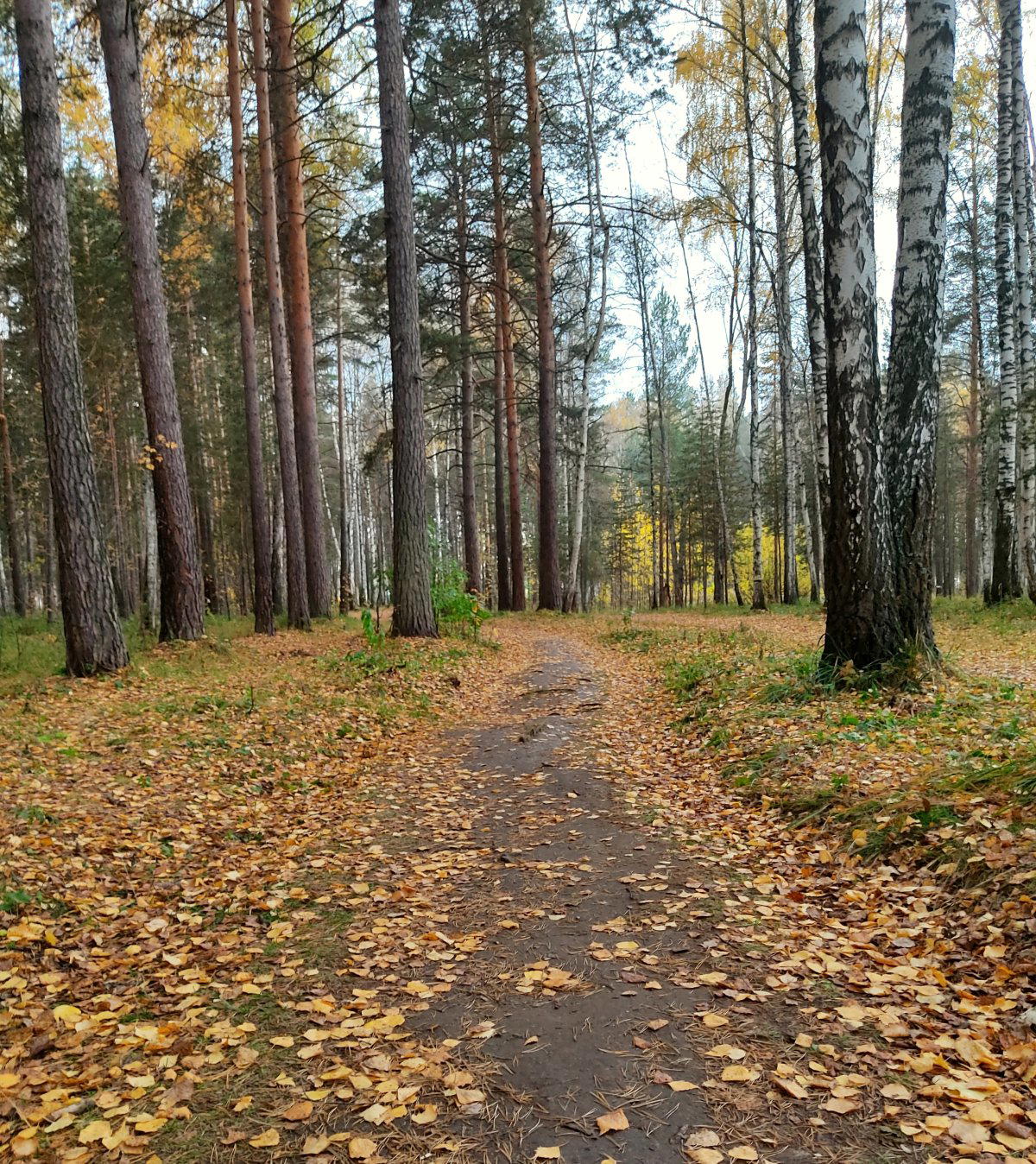 Если вы собрались в лес...