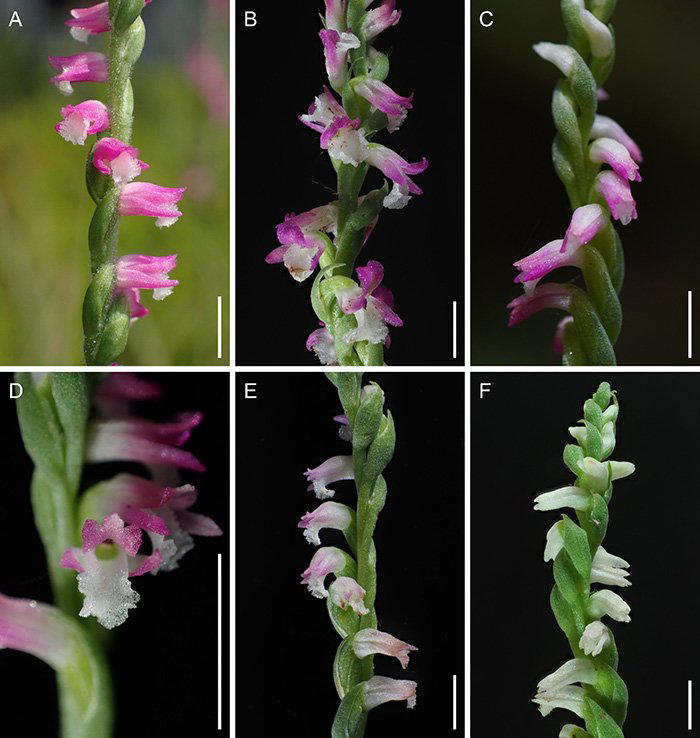 Новый вид орхидей Spiranthes hachijoensis с красивыми цветами, похожими на стекло. Фото: Kobe University.