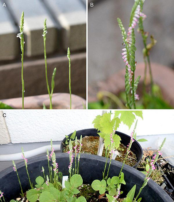 Орхидея Spiranthes hachijoensis, растущая из цветочного горшка. Фото: Kobe University.
