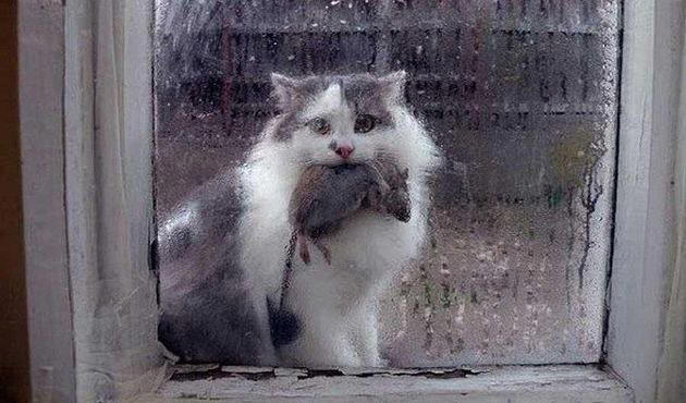 Почему кошки приносят хозяивам мышей?