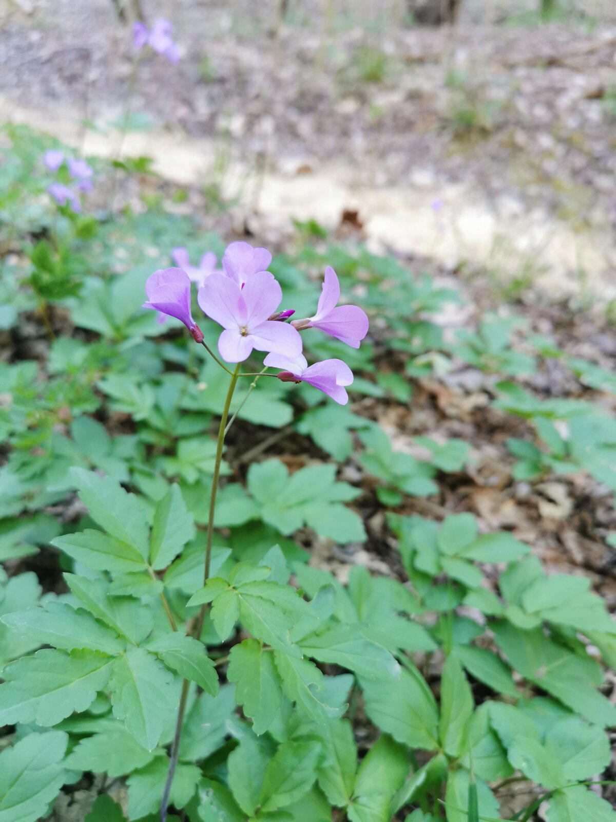 Зубянка пятилистная или сердечник пятилистный (Dentaria quinquefolia)