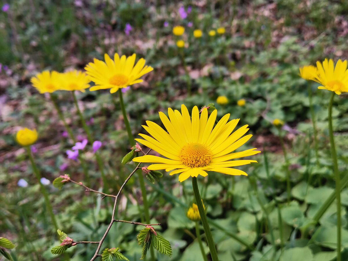 Доро́никум, или козу́льник (лат. Doronicum)