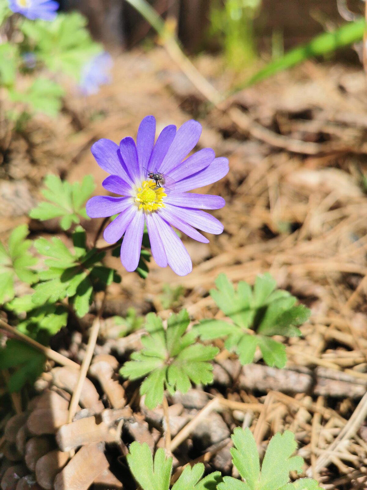 Ве́треница не́жная (лат. Anemone blanda)