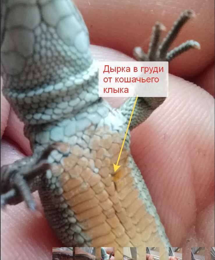 Тоже уже не выглядит, как дырка и явно начинает зарастать