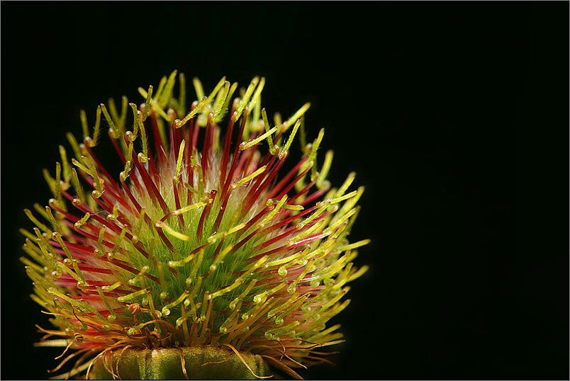 Geum aleppicum