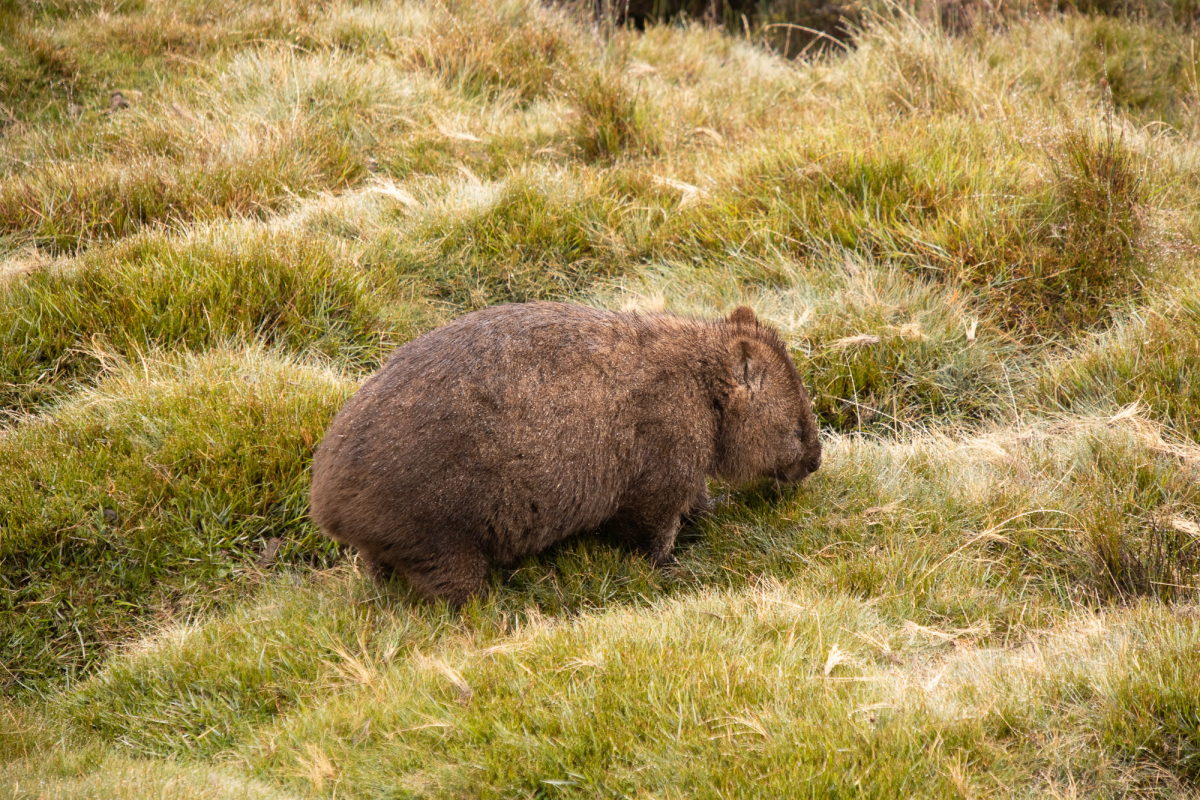 Толстяк из нац. парка Cradle Mountain
