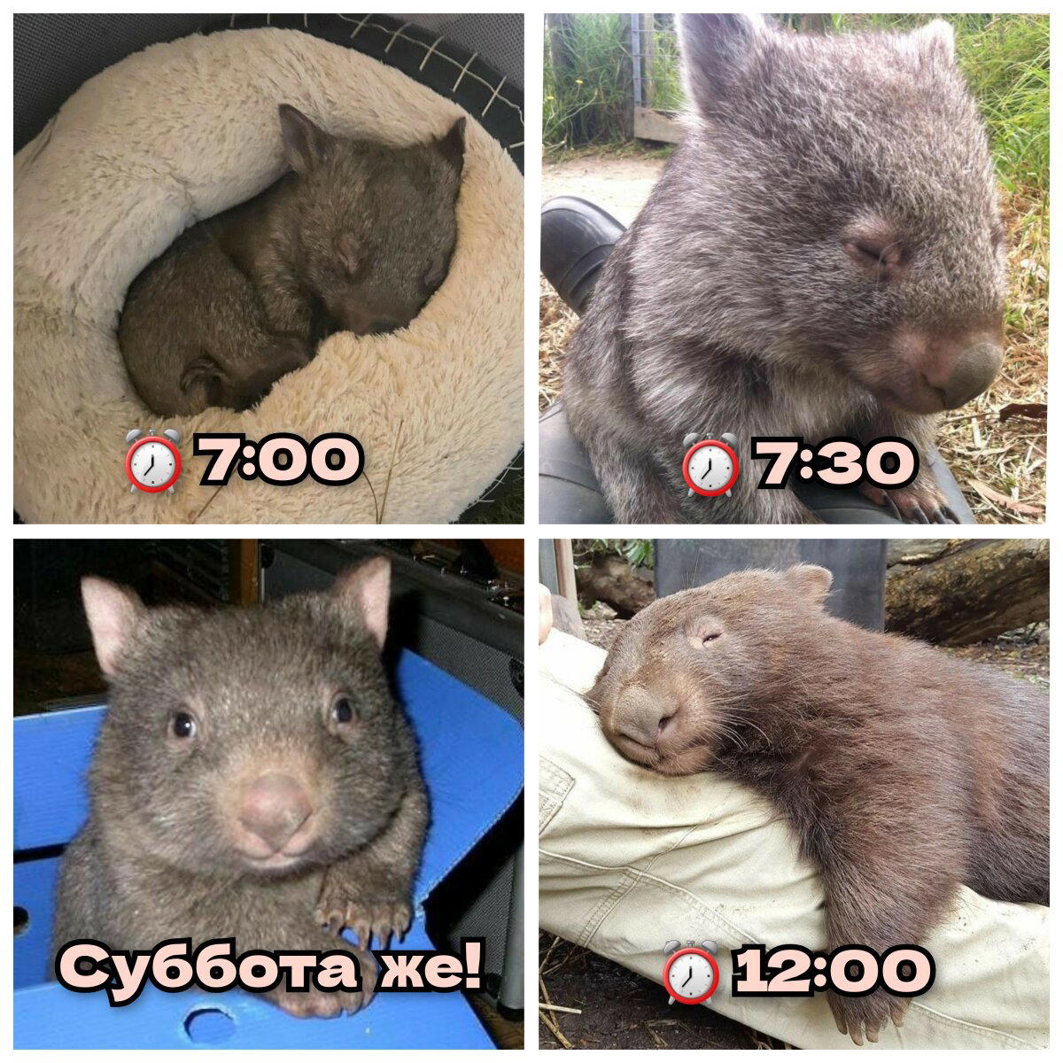 Вомбатшаббат